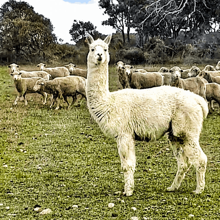 Alpaca guarding sheep, WA, Australia